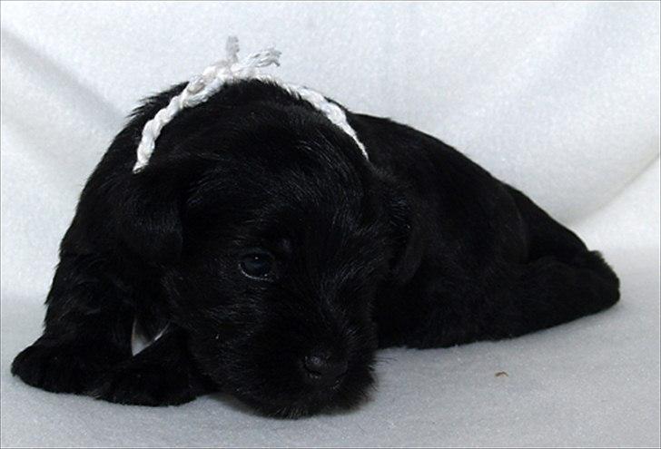 Dvaergschnauzer Sváva's Hazel - Tzefira billede 9