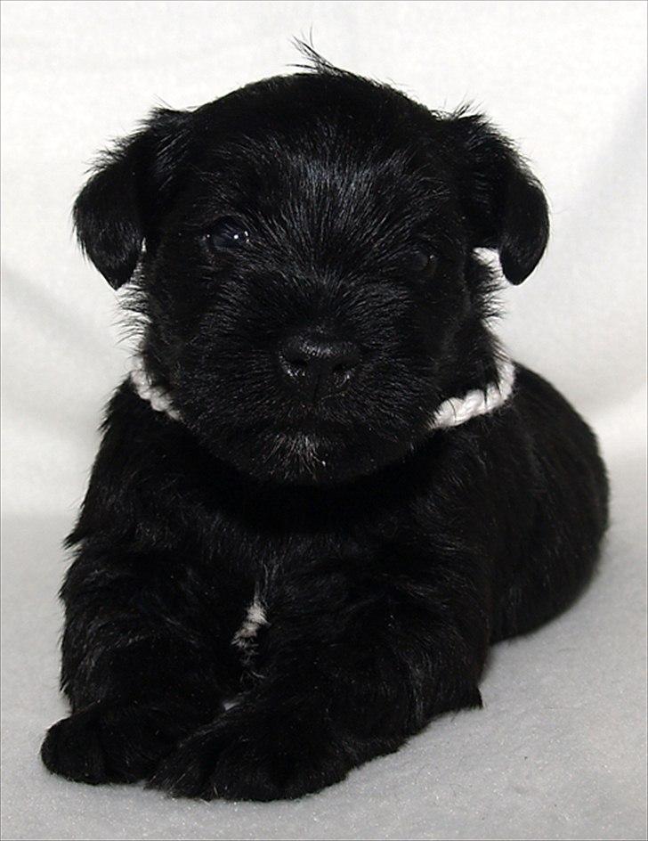 Dvaergschnauzer Sváva's Hazel - Tzefira billede 10