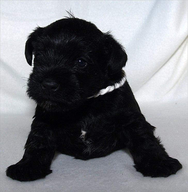 Dvaergschnauzer Sváva's Hazel - Tzefira billede 11