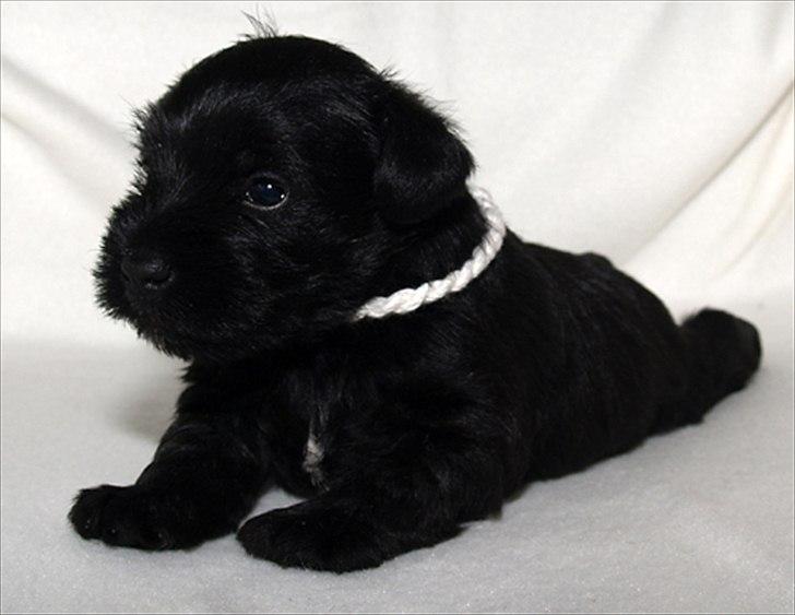 Dvaergschnauzer Sváva's Hazel - Tzefira billede 12