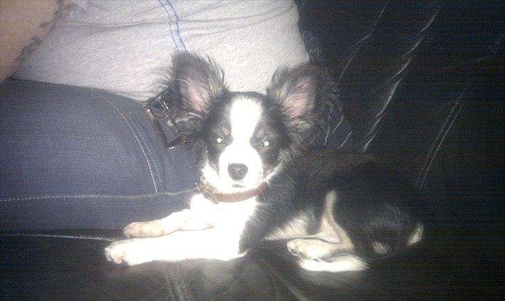 Chihuahua Piro billede 1