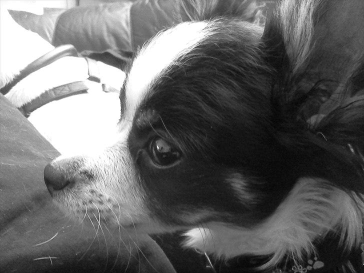 Chihuahua Piro billede 2