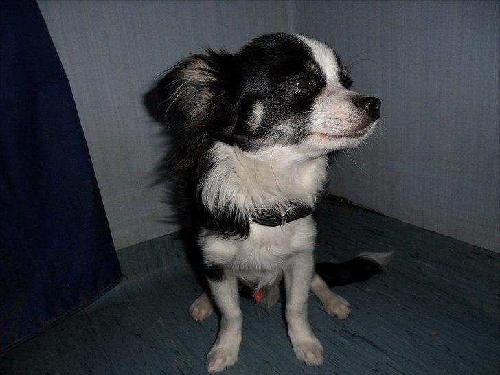 Chihuahua Piro billede 6