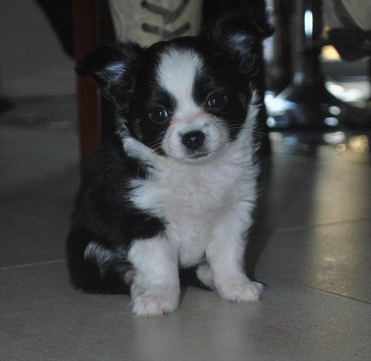 Chihuahua Piro billede 3