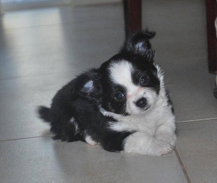 Chihuahua Piro billede 4