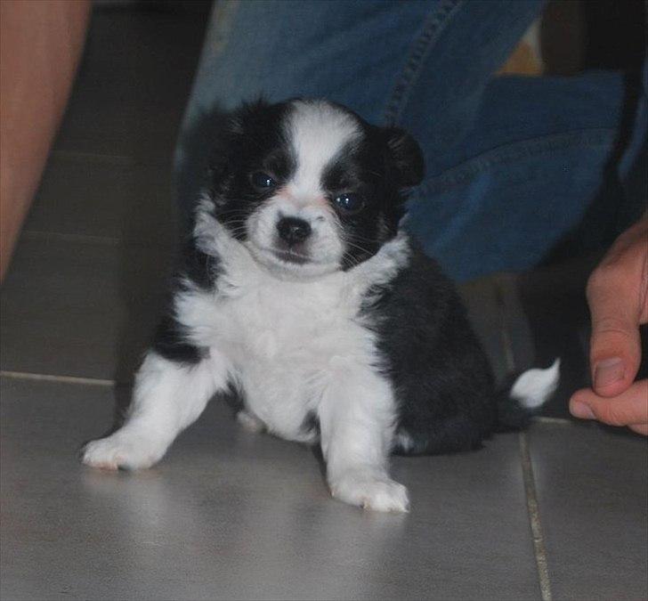 Chihuahua Piro billede 5