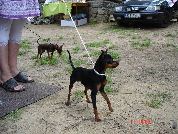 Prazsky krysarik Mickey billede 19