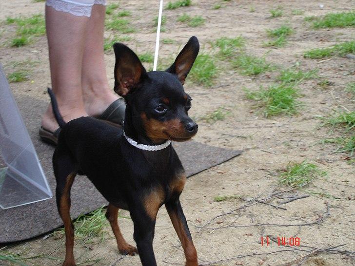 Prazsky krysarik Mickey billede 20