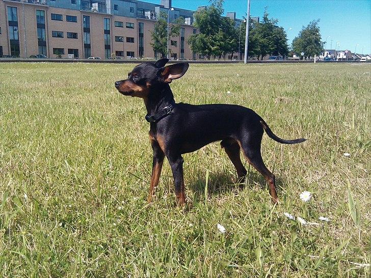 Prazsky krysarik Mickey billede 1