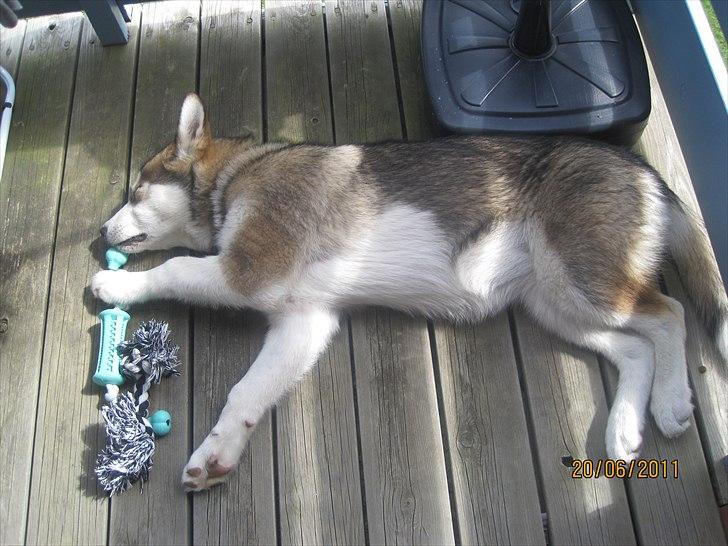Alaskan malamute Idun  billede 10