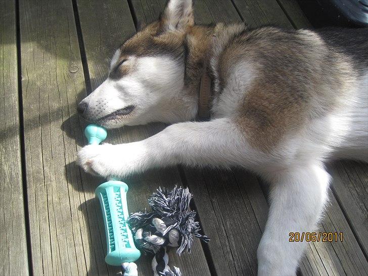 Alaskan malamute Idun  billede 11