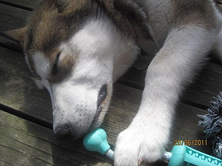 Alaskan malamute Idun  billede 12