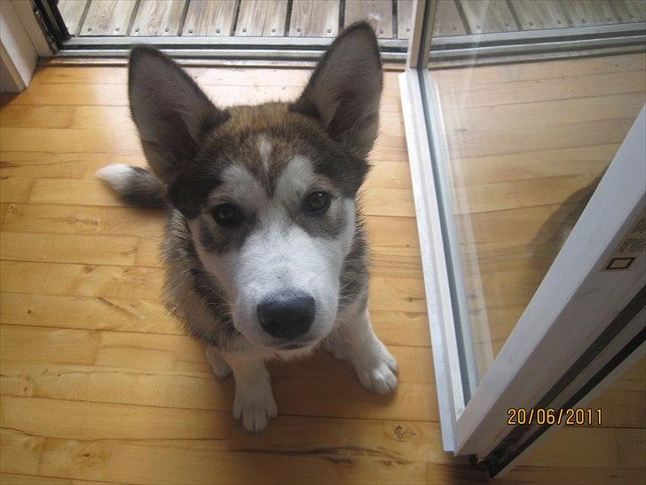 Alaskan malamute Idun  billede 13