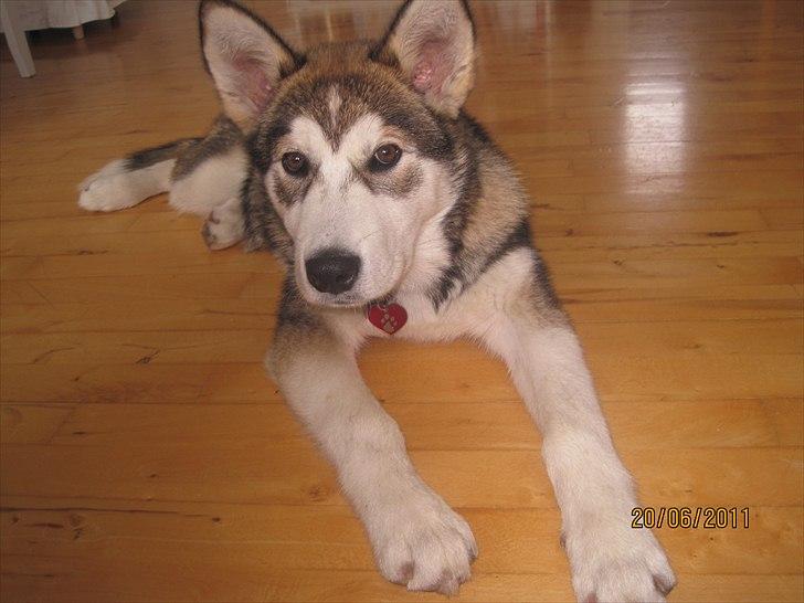 Alaskan malamute Idun  billede 14