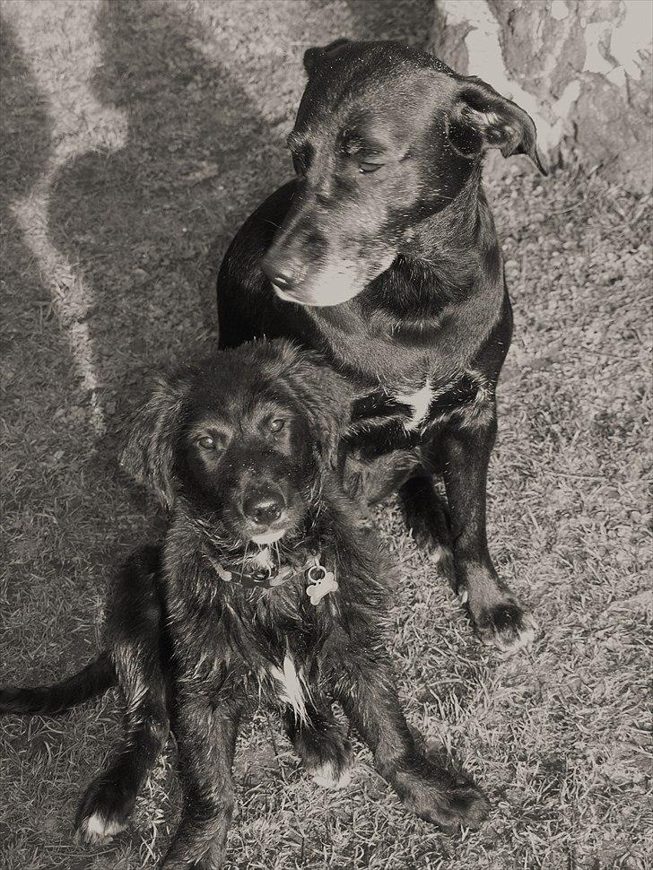 Blanding af racer Debbie billede 5