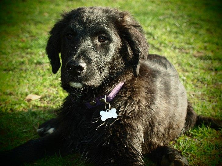 Blanding af racer Debbie billede 1