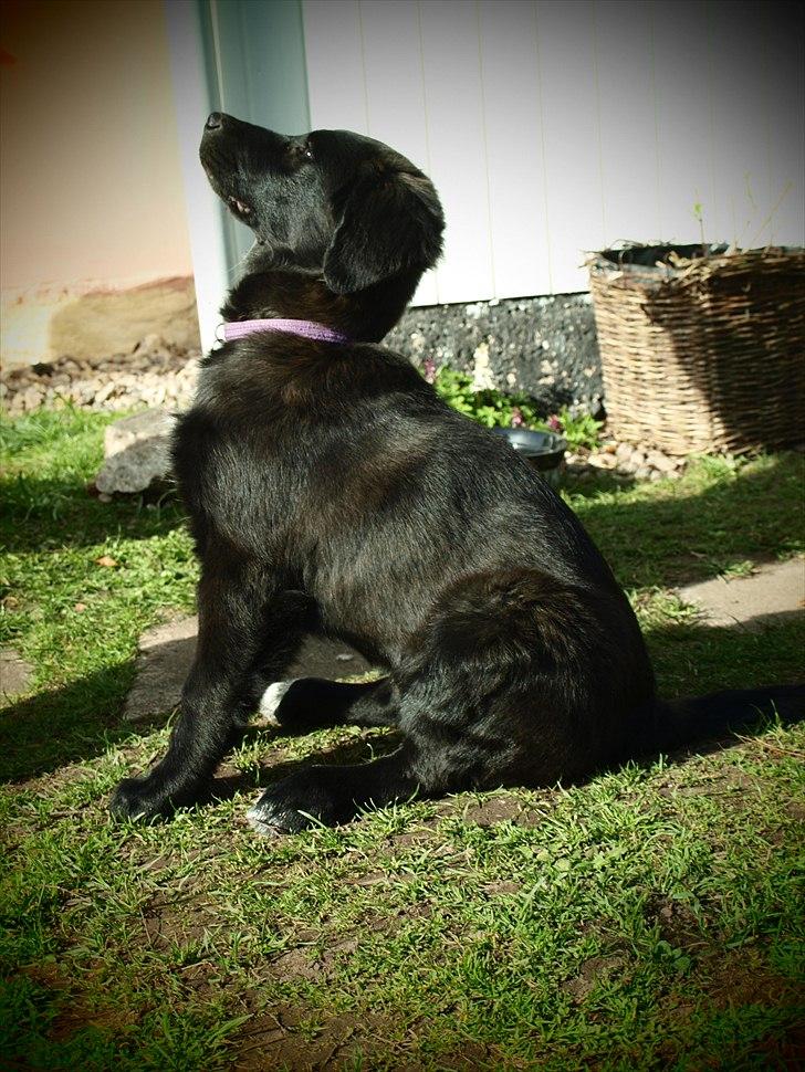 Blanding af racer Debbie billede 7