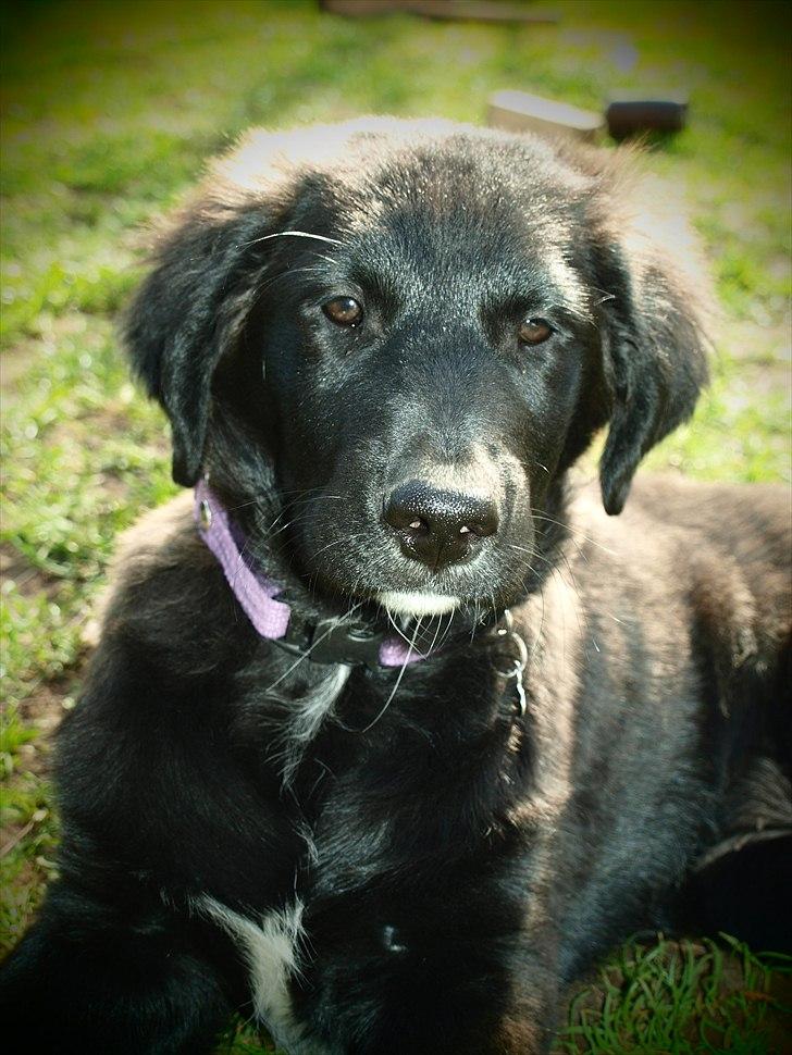 Blanding af racer Debbie billede 10