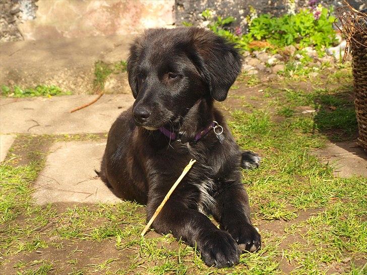 Blanding af racer Debbie billede 8