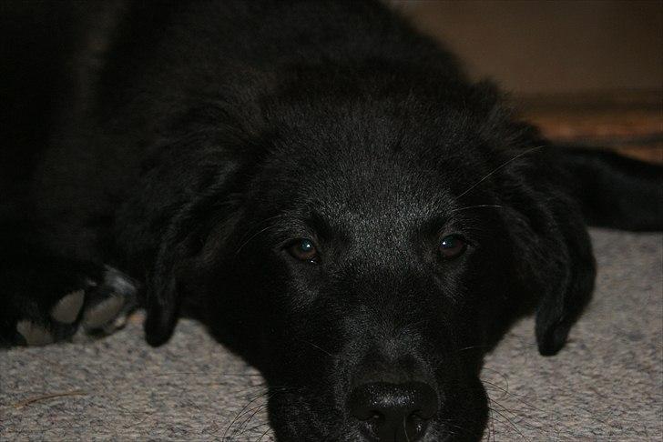 Blanding af racer Debbie billede 3