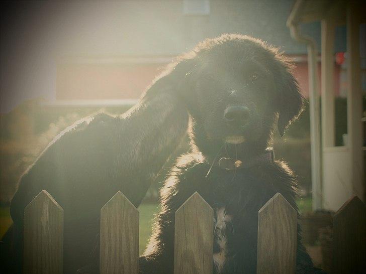 Blanding af racer Debbie billede 6