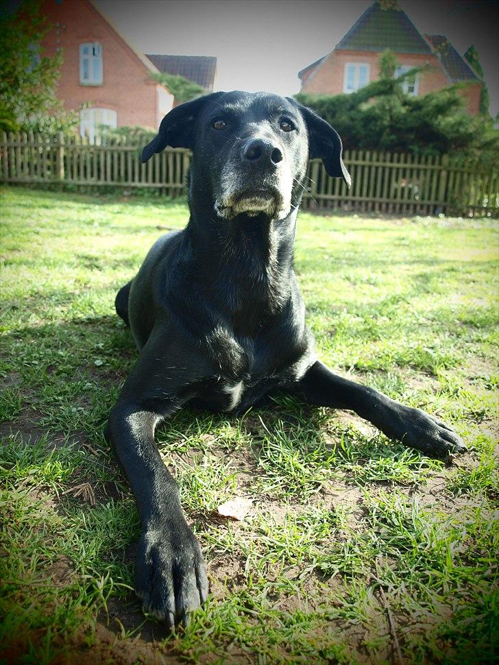 Blanding af racer Nala billede 13