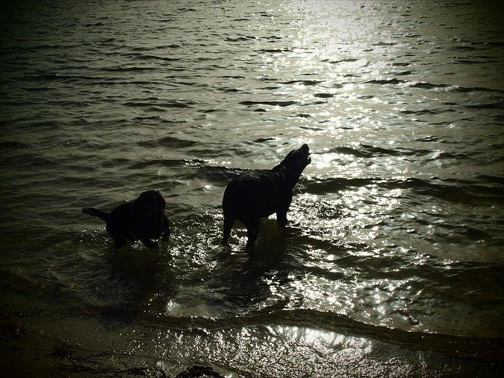 Blanding af racer Nala billede 12