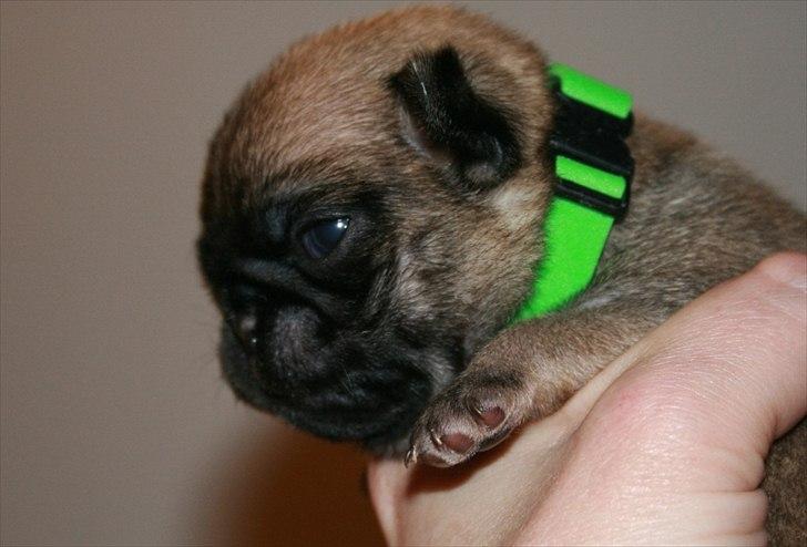 Mops Valther - 17 dage gammel billede 2