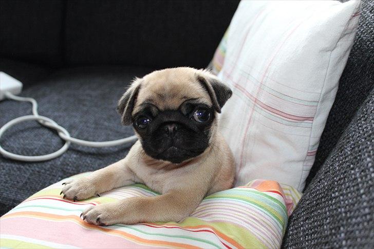 Mops Valther billede 3