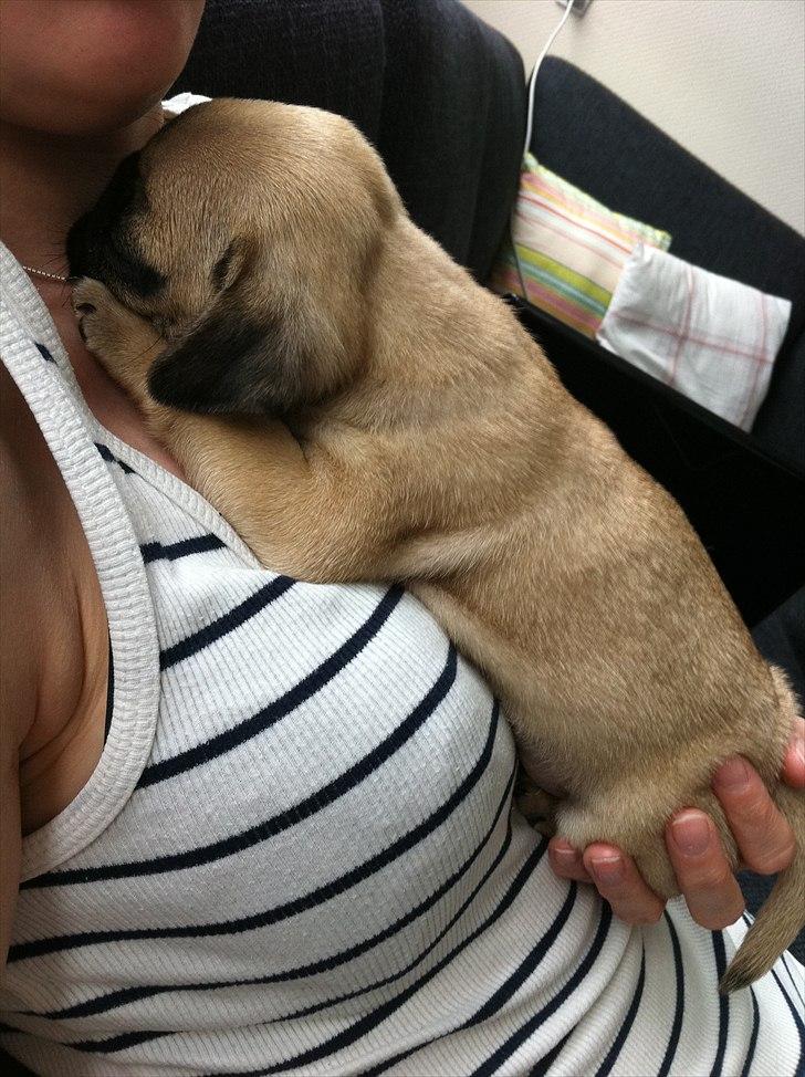 Mops Valther billede 6