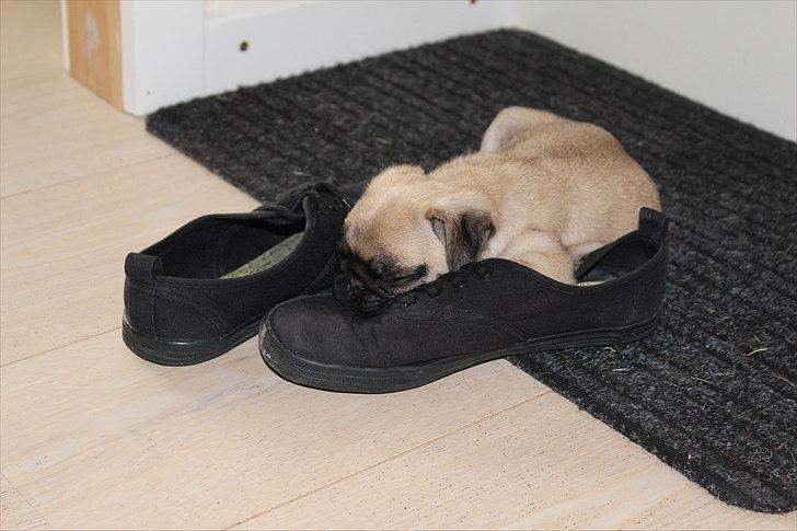 Mops Valther billede 8