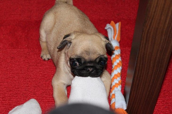 Mops Valther billede 9