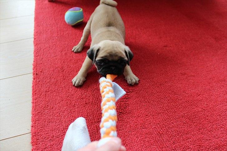 Mops Valther billede 11