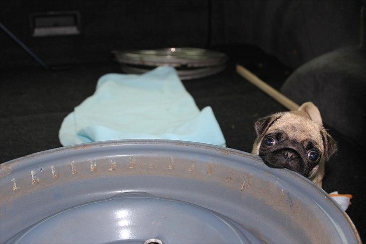 Mops Valther billede 12