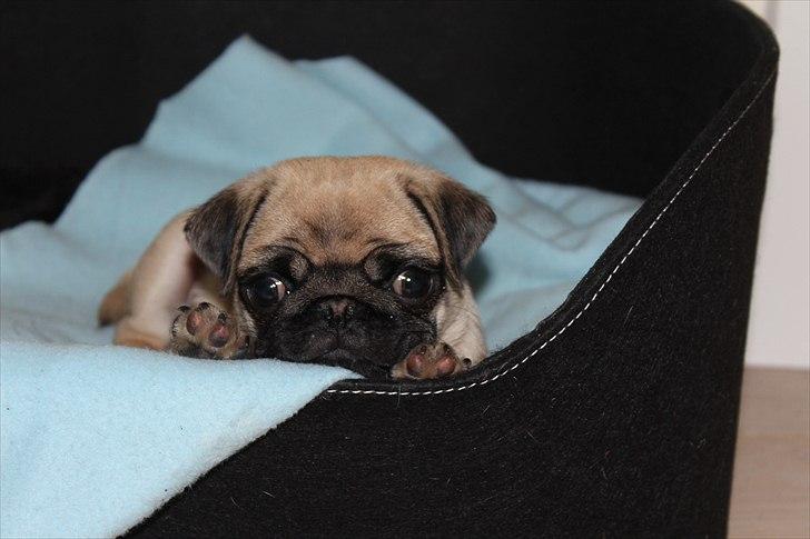 Mops Valther billede 13