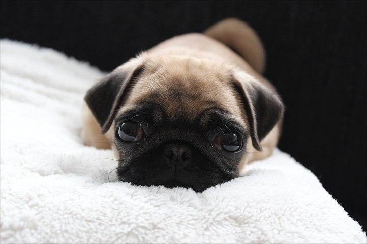 Mops Valther billede 1