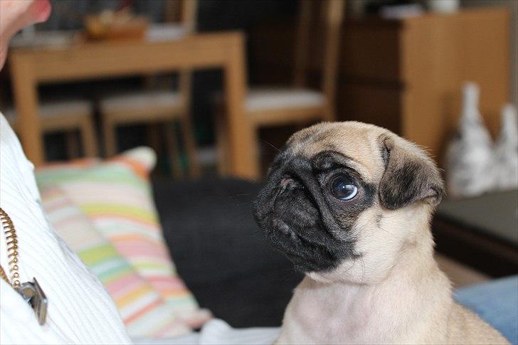 Mops Valther billede 4