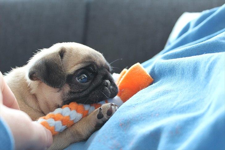 Mops Valther billede 5