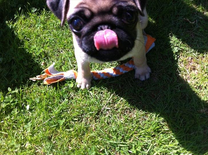 Mops Valther billede 14