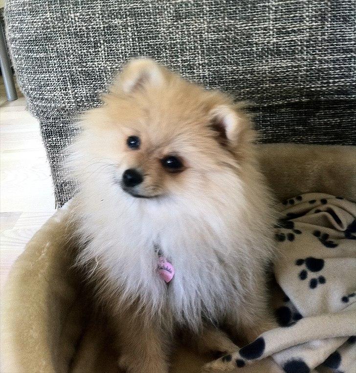 Pomeranian Cherie - Min lille prinsesse  billede 1