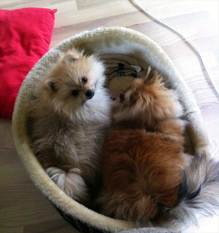 Pomeranian Cherie - Cherie og Scotty putter i deres seng :-) billede 2