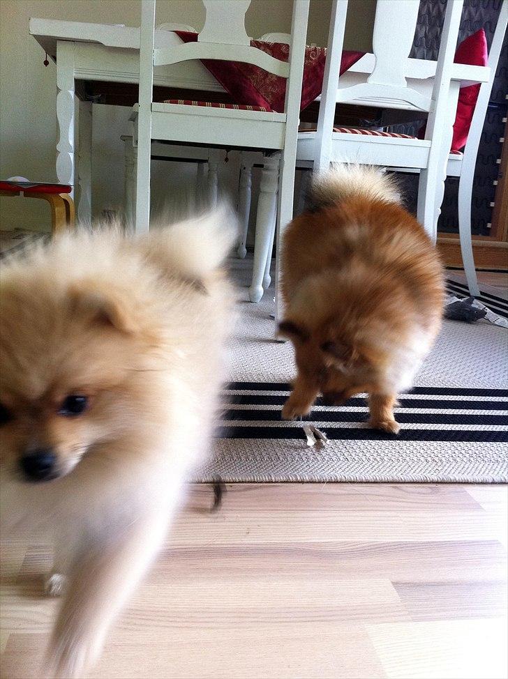 Pomeranian Cherie billede 3