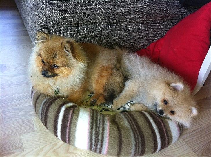 Pomeranian Cherie - Eftermiddags lur  billede 4