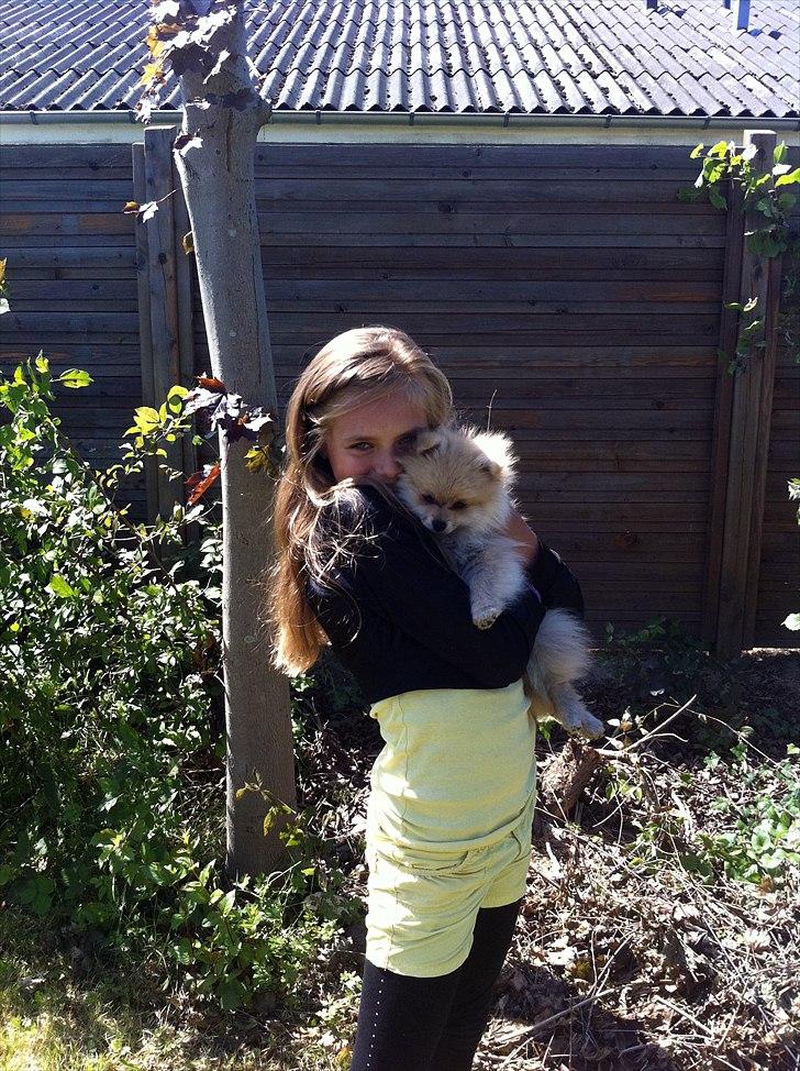 Pomeranian Cherie - Min datter og lille Cherie billede 5