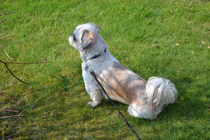 Shih tzu Bamse - er det en fugl? er det en FUGL??? billede 9