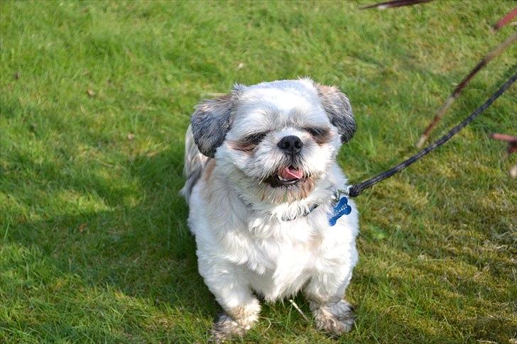 Shih tzu Bamse - hygge i haven er et most billede 10