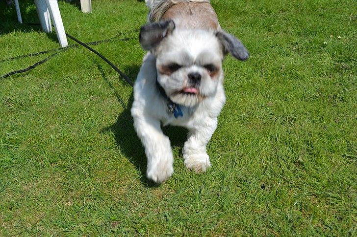 Shih tzu Bamse - Heeeeeeeeeeej søster her kommer jeg billede 13