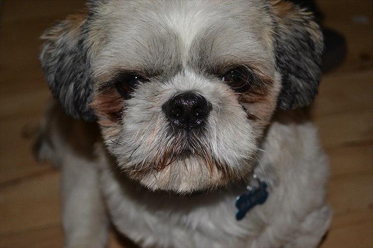Shih tzu Bamse - skal vi i seng nu?  billede 14