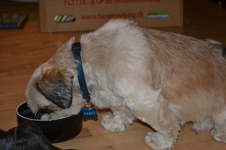 Shih tzu Bamse - Ah vand er godt efter en hård dag billede 15