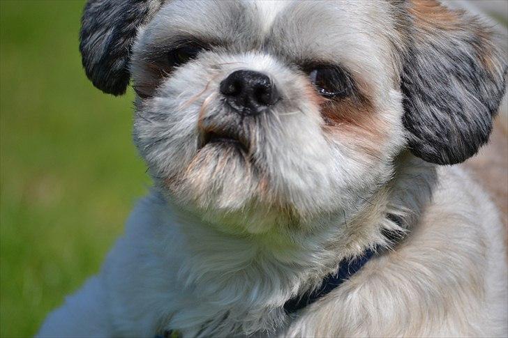 Shih tzu Bamse - årh mulle dreng dog, han ser bare så lækker ud på det her billede så det skulle med billede 12